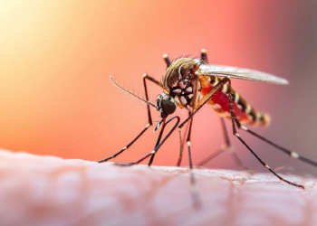 Intensifican medidas contra la fiebre amarilla ante proximidad de Semana Santa