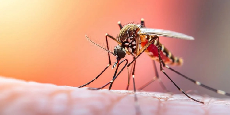 Intensifican medidas contra la fiebre amarilla ante proximidad de Semana Santa