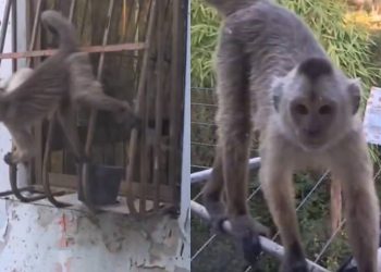 Tres niños fueron mordidos por monos capuchinos en Caricuao