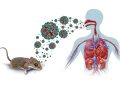 Academia Nacional de Medicina aclara que no existe alerta sanitaria nacional por el hantavirus