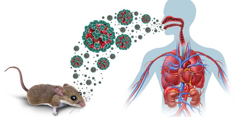 Academia Nacional de Medicina aclara que no existe alerta sanitaria nacional por el hantavirus