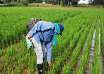 Fedeagro reitera llamado al Ejecutivo para restringir importaciones de alimentos