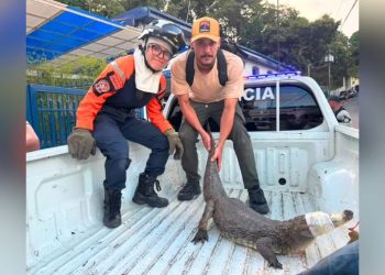 Rescatan baba de 1,50 metros que deambulaba en La Lagunita, El Hatillo