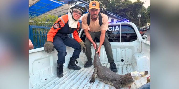 Rescatan baba de 1,50 metros que deambulaba en La Lagunita, El Hatillo